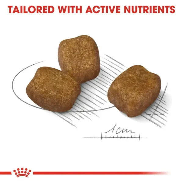 Royal Canin Dry Dog Food - Dental Care Mini Dog Breed 3kg , 8kg - Image 4