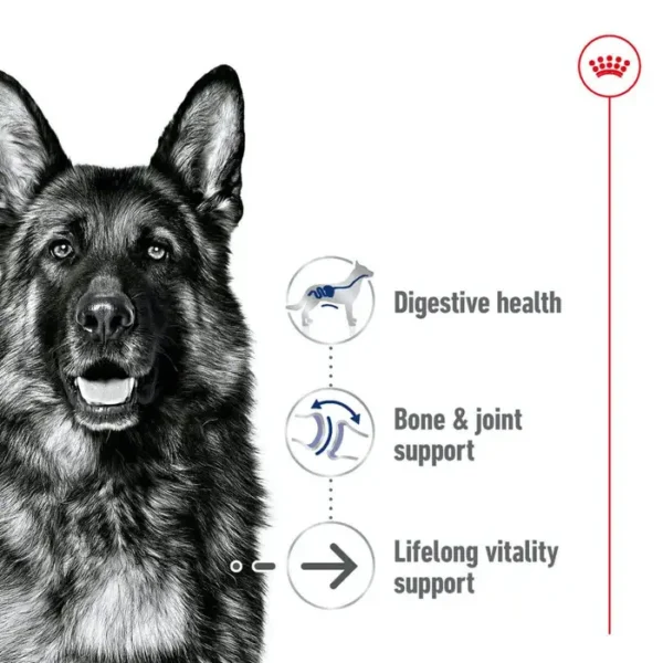 Royal Canin Maxi Ageing Large Dog Breed - Dry Dog Food 15Kg - Image 2